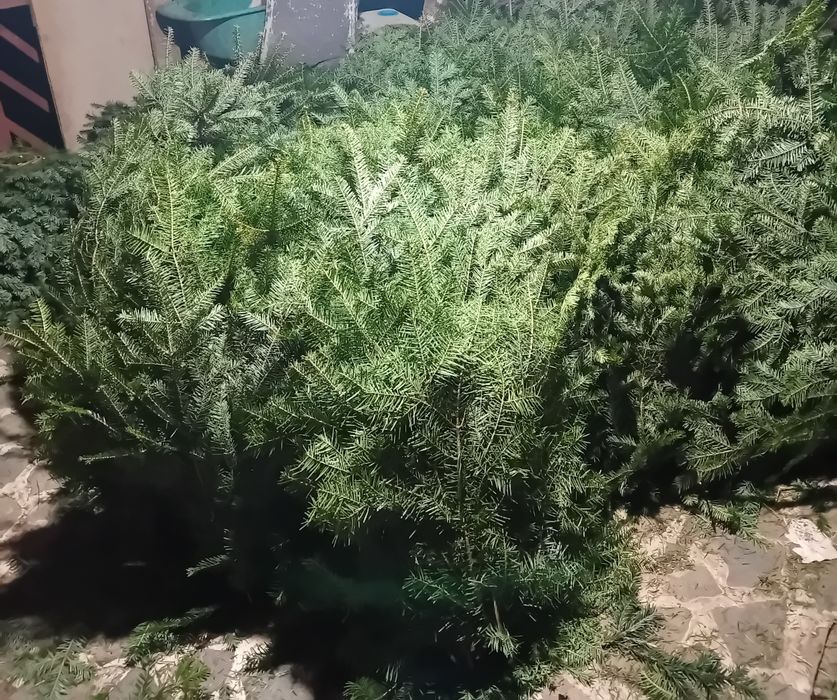 Baloți brad natural