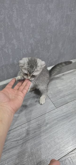 Скотиш фолд чистокровный с преданным