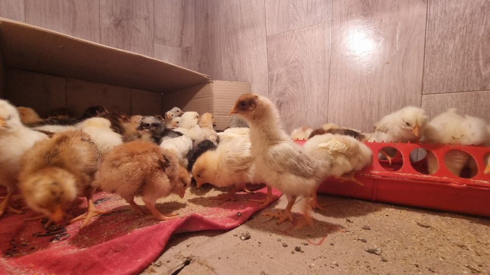 Продам цыплят несушек