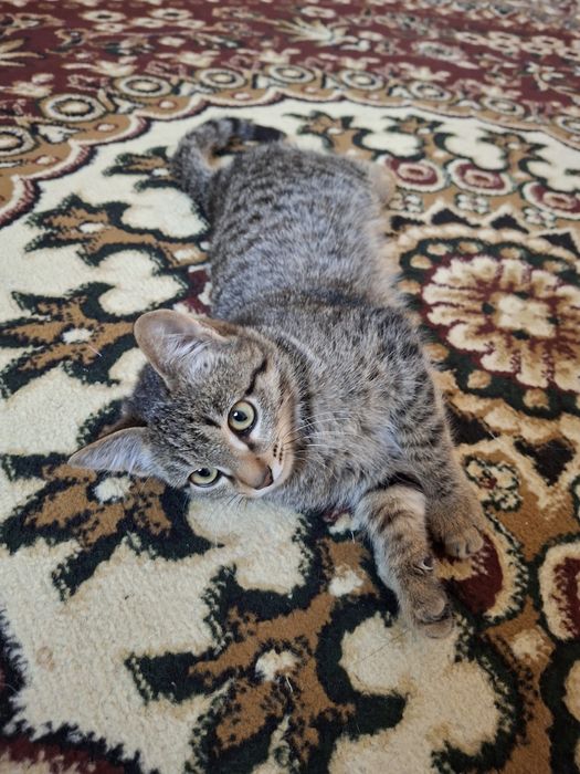 Kichkina va aqlli mushukcha