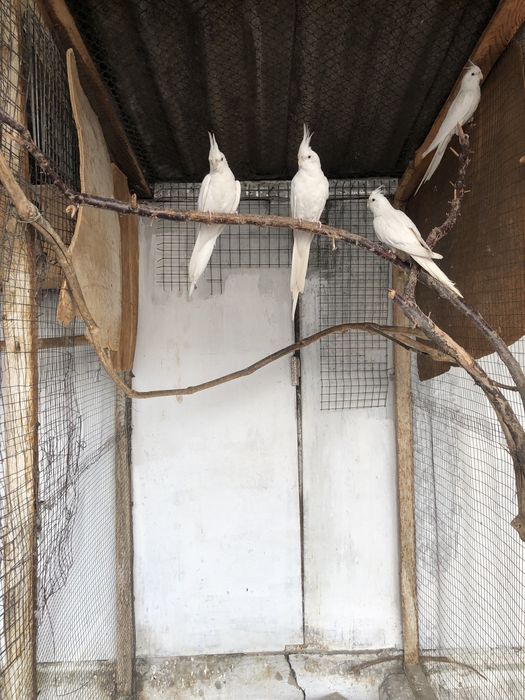 Попугаи Корела безщекие