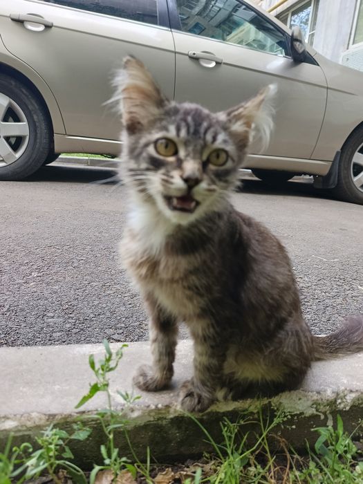 Котенок в добрые руки