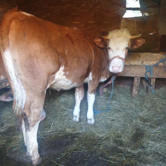 Juninca in varsta de  15  luni frumoasa ingrijita in jur de 350-400 kg