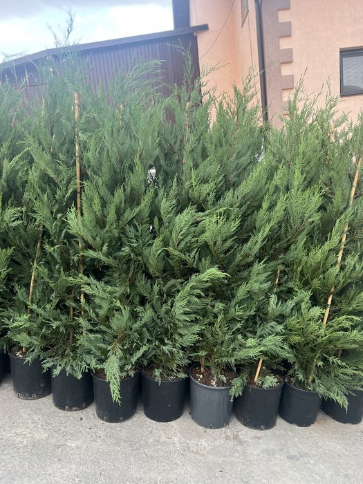 Chiparos leylandii 2-3 m livram oriunde in tara