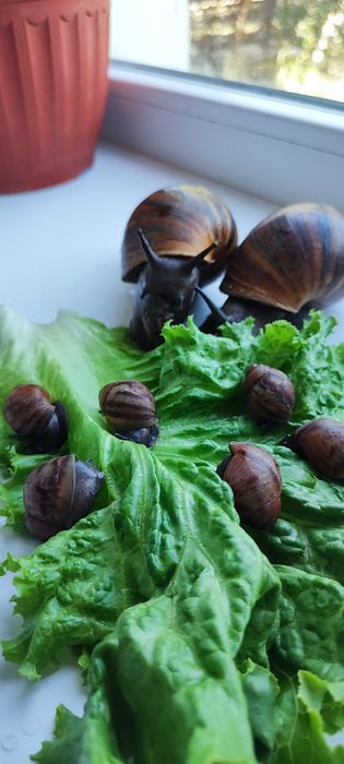 В продаже архахатина маргината Нигерия