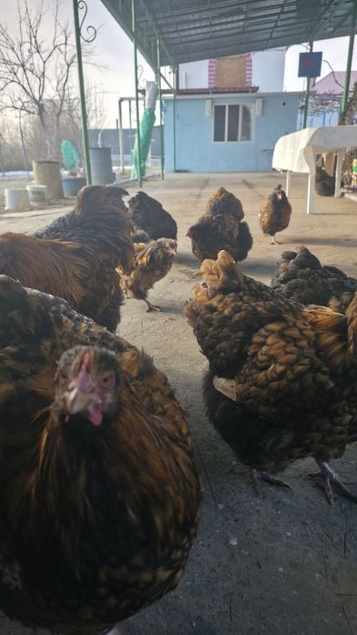 Продам Орпингтон племя