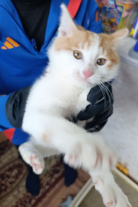 Отдам даром в хорошие руки котёнок 3 месяца