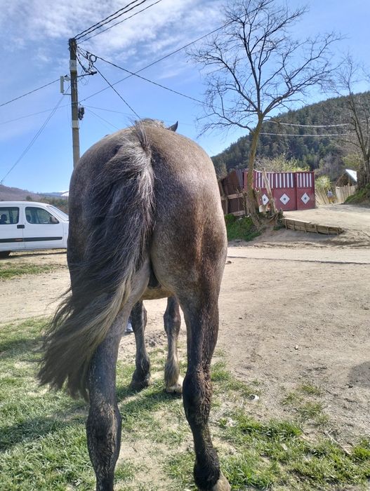 Vand.cal sau schimb 4 ani