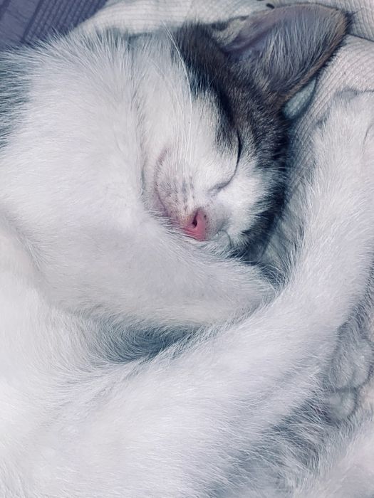 Котята бесплатно