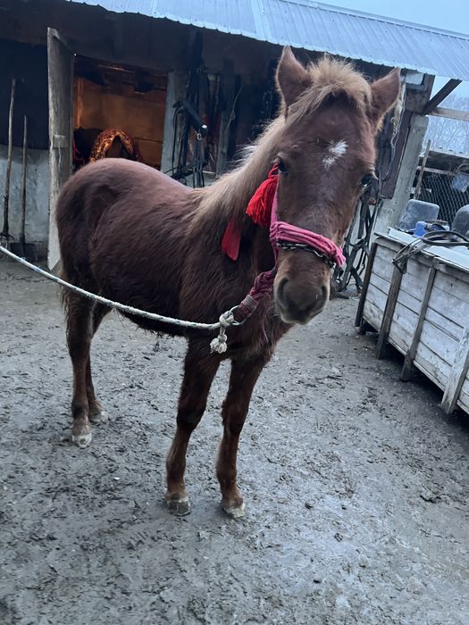 Mânz cuminte de vânzare