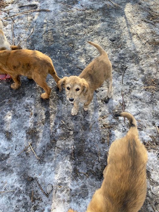 Щенята в добрые руки