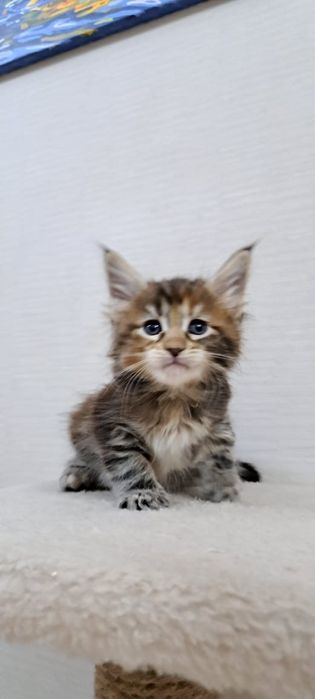 Котята Мейн куна мальчики и девочки