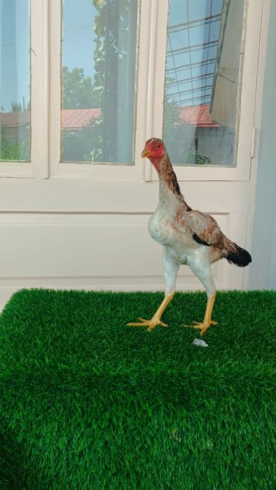 Dakan tovuq sotiladi