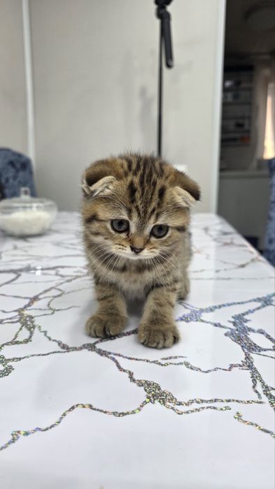Продам котят шотландцев