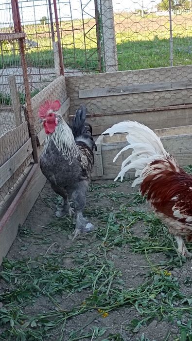 Cocoși americani
