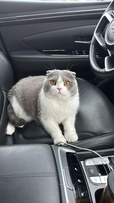 Отдам кота в добрые руки