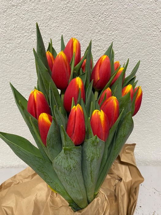 Тюльпаны оптом Голландия