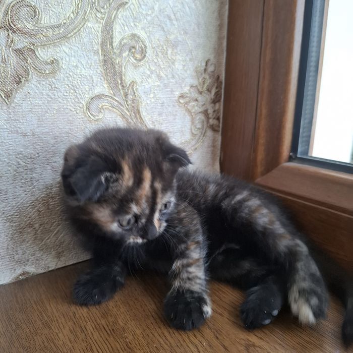 Shotlandskaya koshka