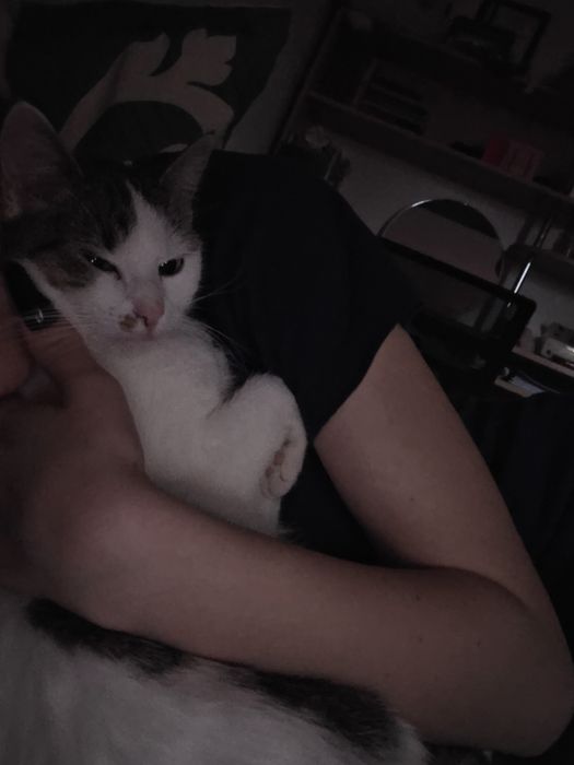 DONEZ două pisici și un motan