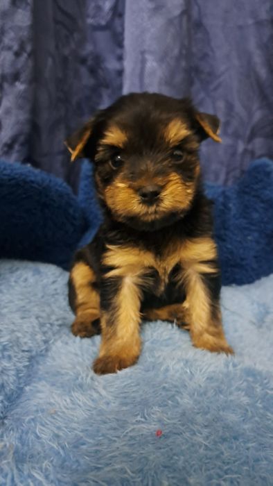 Продаю клубных щенков йорков