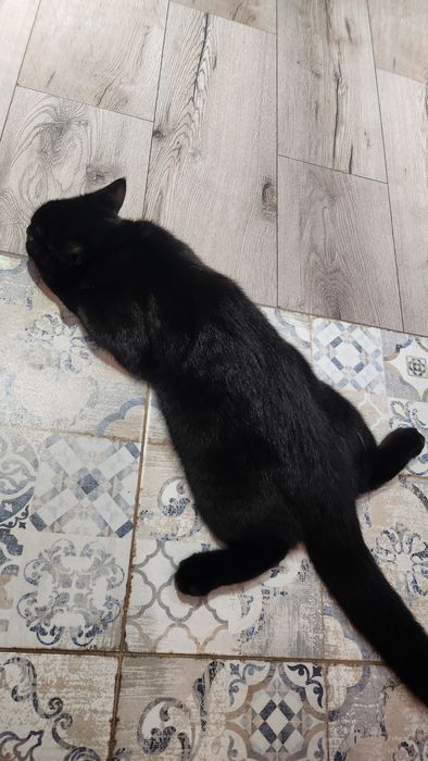 Котёнок 4месяца Бурма+Бомбей