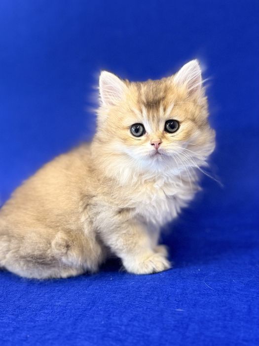 Британские Золотые Шиншилки