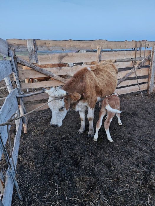 Продам корову с теленком