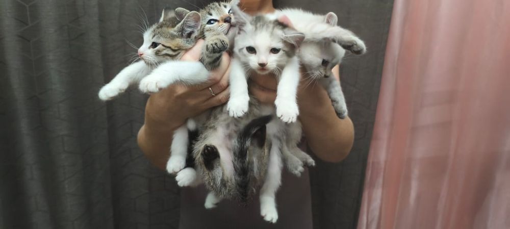 Котята-мальчики отдам бесплатно
