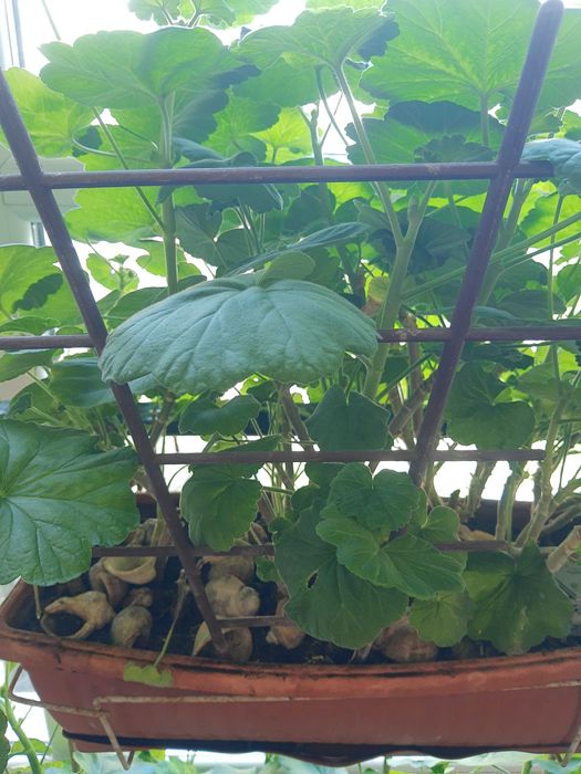 Мушкато,големи ,отгледани в саксия,Последни бройки,намалени 50лв,