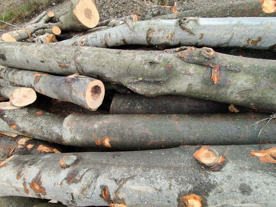 Lemn foc fag 440lei m cub