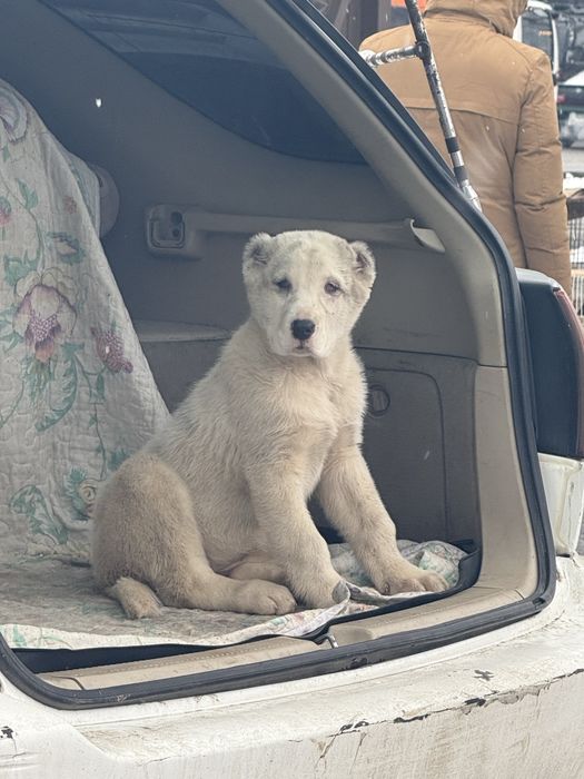 Төбет (алабай)күшігі 2 айлық