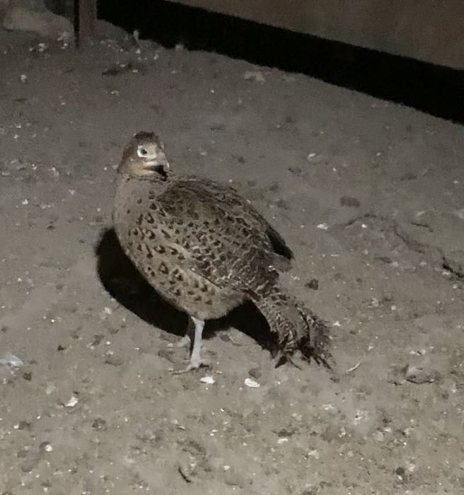 Продам фазана парочка