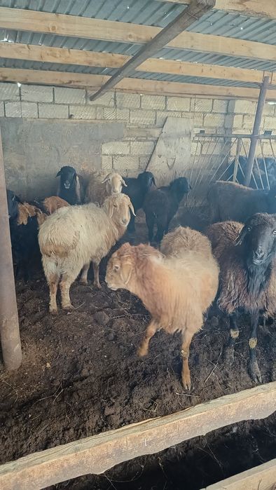 Ұрғашы қой тоқты сатылады.