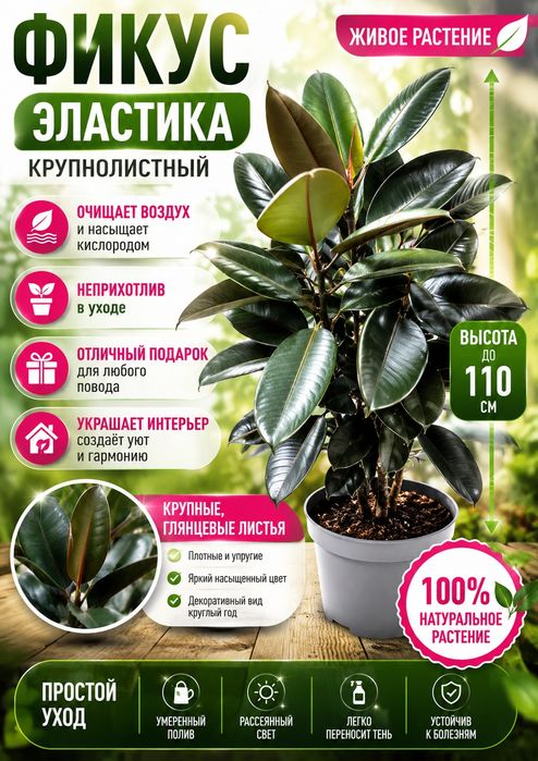 Фикус Эластика до 110 см | Стильное растение для дома и офиса