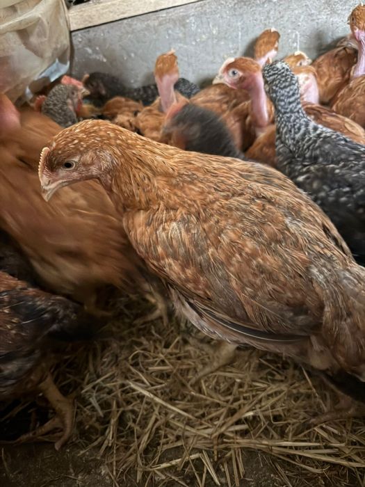 Puii albi de carne si puii rasa mixta