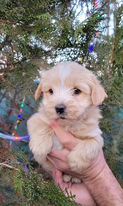 Голдъст йоркширски териер-мини!!!