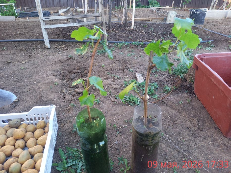 Продам саженцы  винограда .
