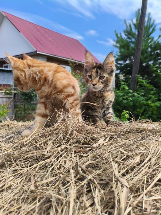 Продам котят мейн-куна, полидакты