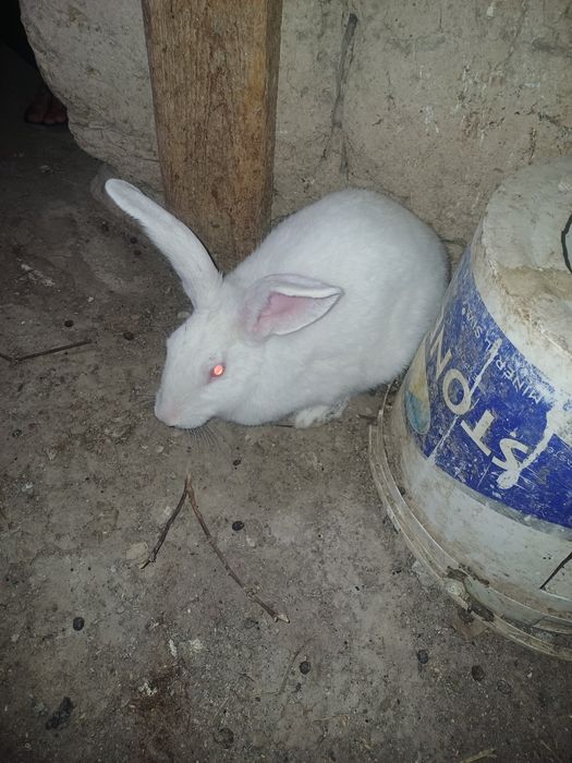 Қоян, заяц  семіз еркек