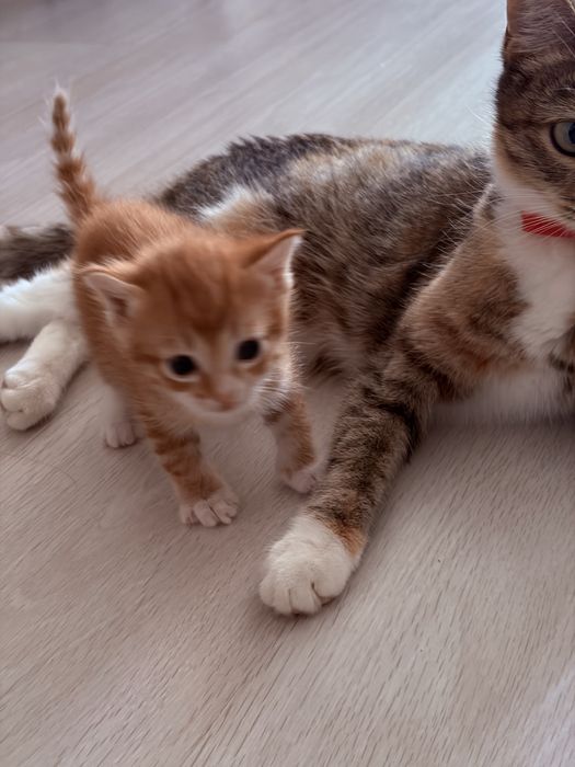 Отдам котят в добрые руки