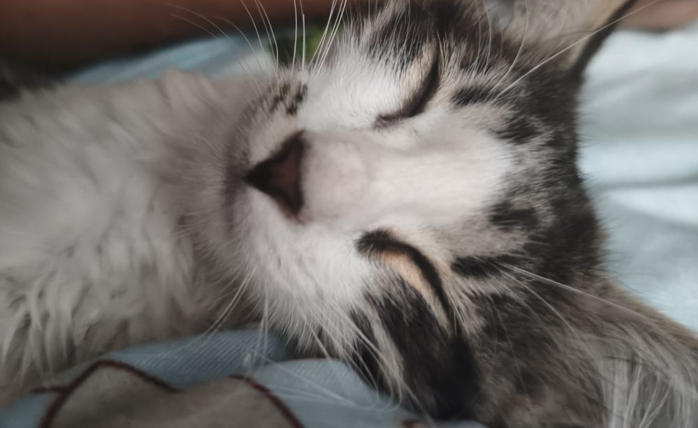 Продается котёнок