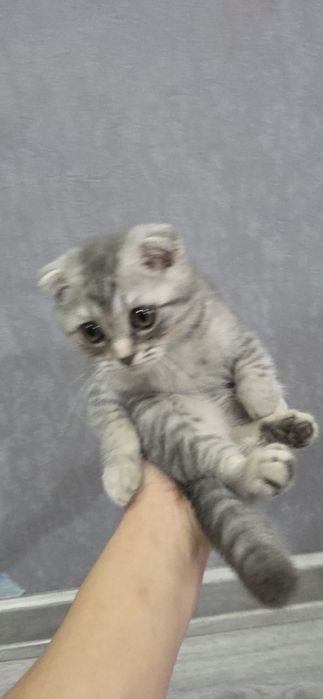 Скотиш фолд чистокровный с преданным