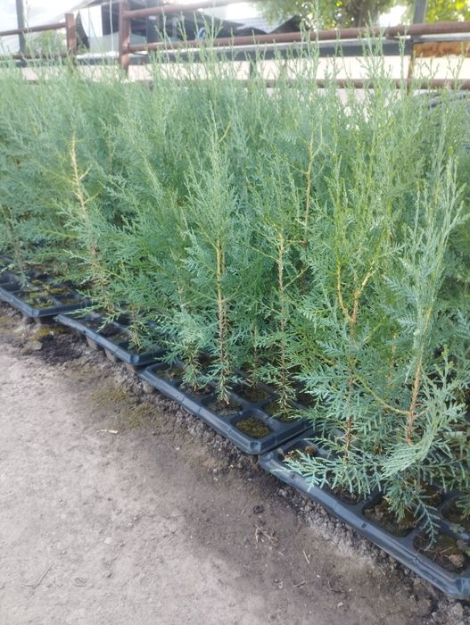 Туя сорт восточная