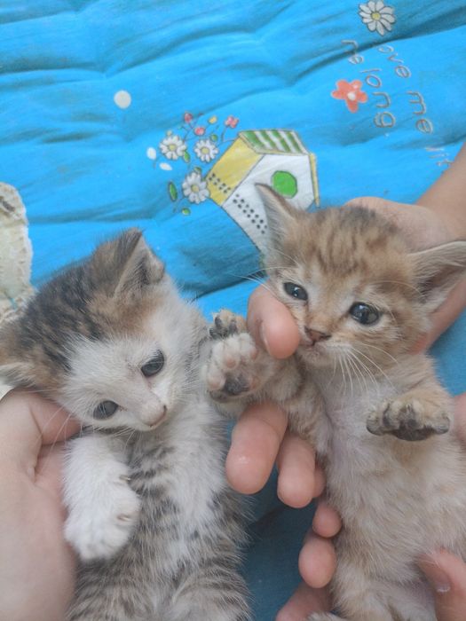 Продаются котята.