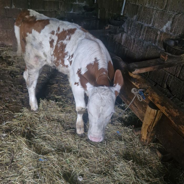Vând vițea bălțată!