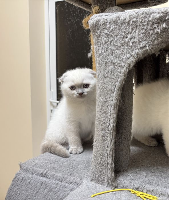 Шотландски късокосмести котенца.