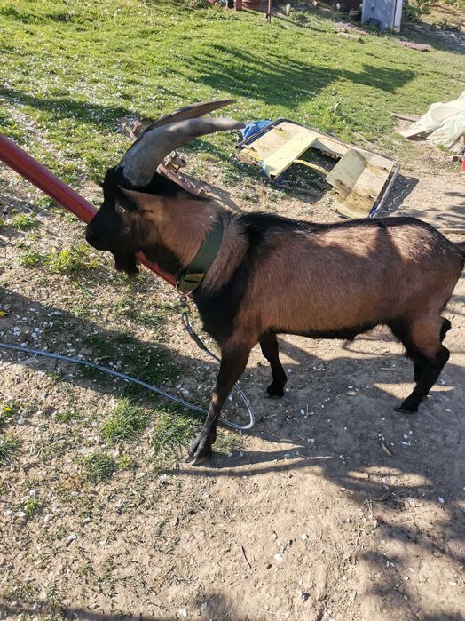 Vreau să vind un Tap francez alpin