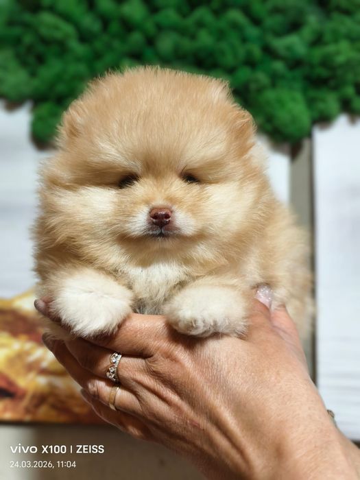 Очаровательный щенок шпица.