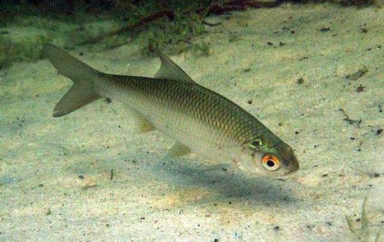 Живец плотва чебак