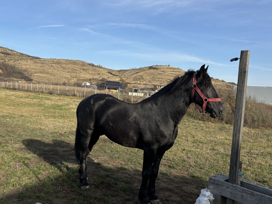 Armasar Frizian 5 ani